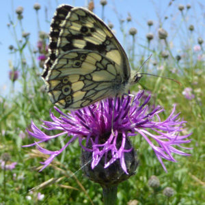 Schachbrett auf Flockenblume