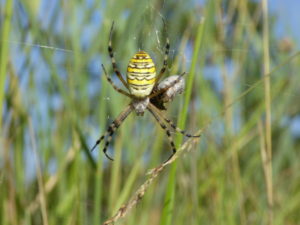 Wespen-Spinne