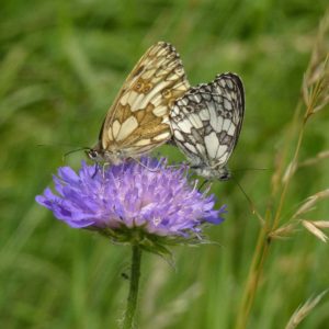 Schachbrettpärchen auf Knautienblüte