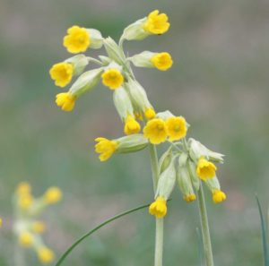 Wiesen-Schlüsselblume