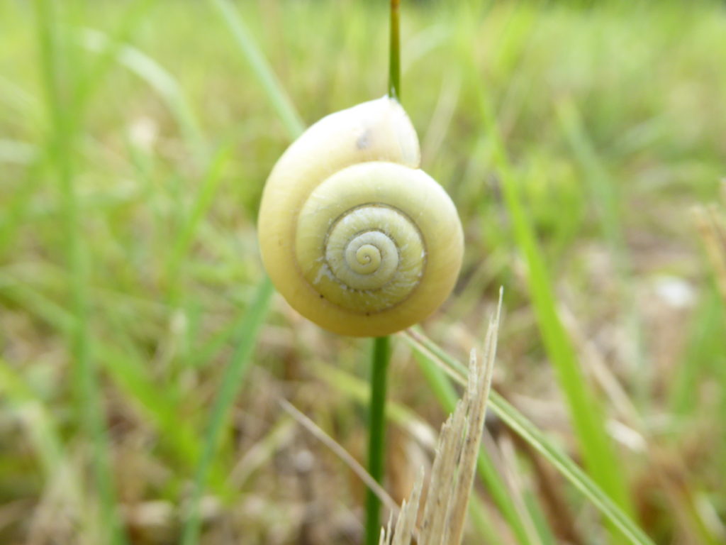 Schnecke im Ampertal