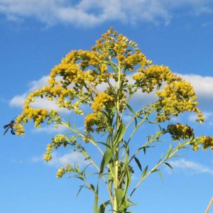 Kanadische Goldrute (Blüte)